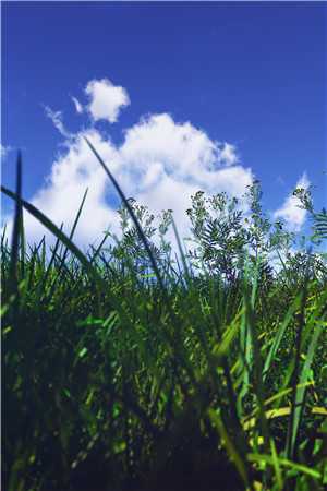 弃风月寻他沈宴西米其林全章节小说
